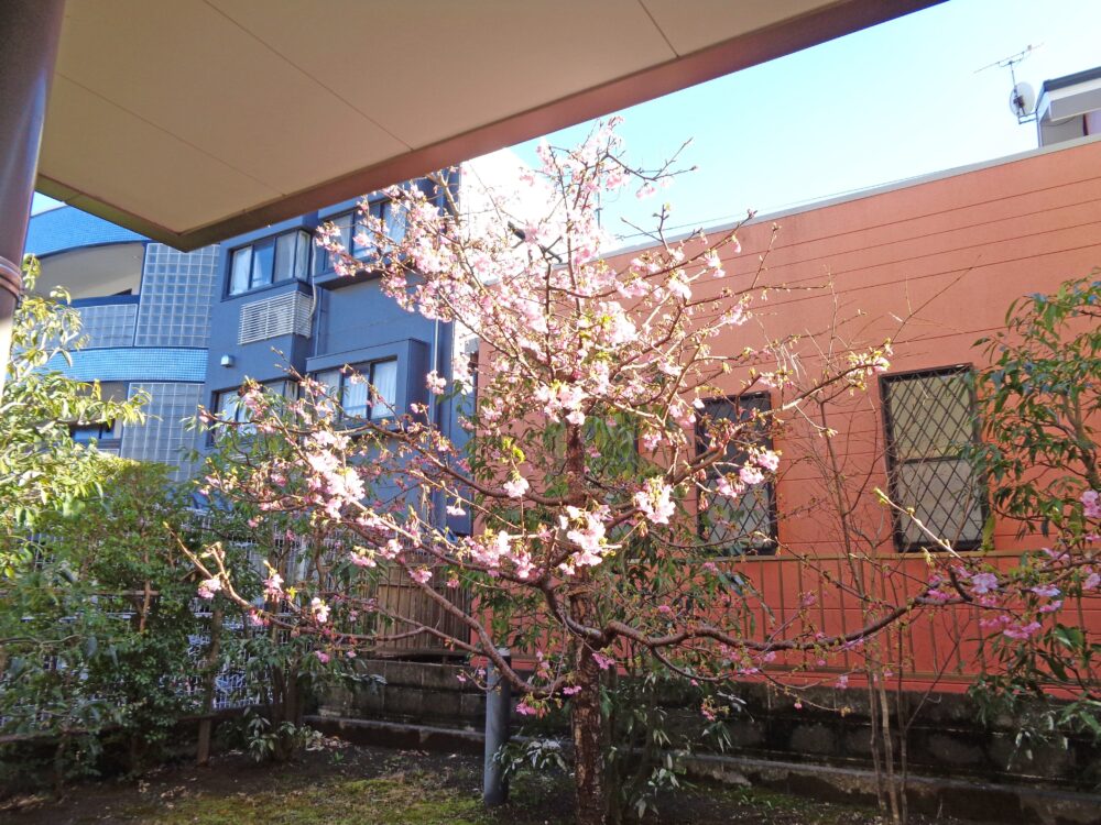 静岡市葵区老人ホーム_河津桜