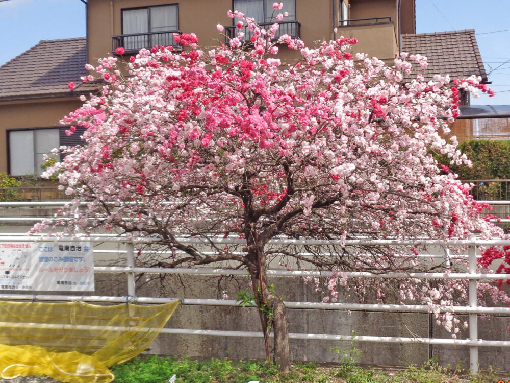 静岡清水区老人ホーム_花桃