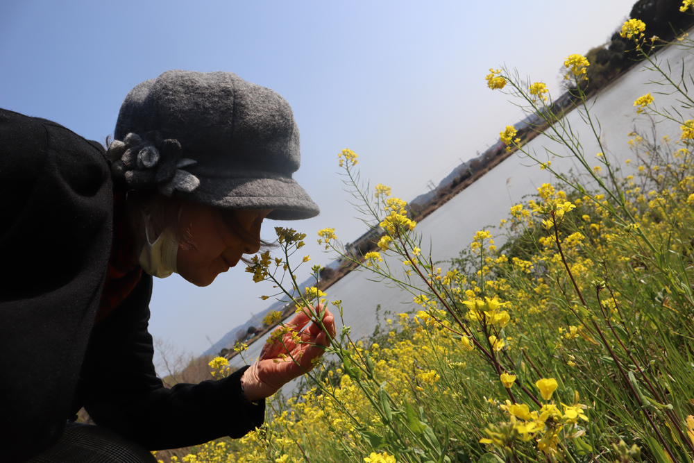 静岡市葵区有料老人ホーム_菜の花畑