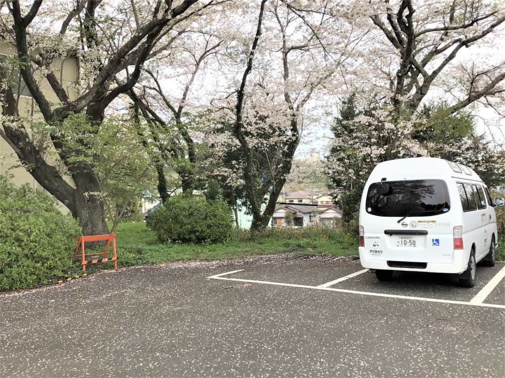 静岡市葵区有料老人ホーム_春の桜並木と小道の夜桜鑑賞会