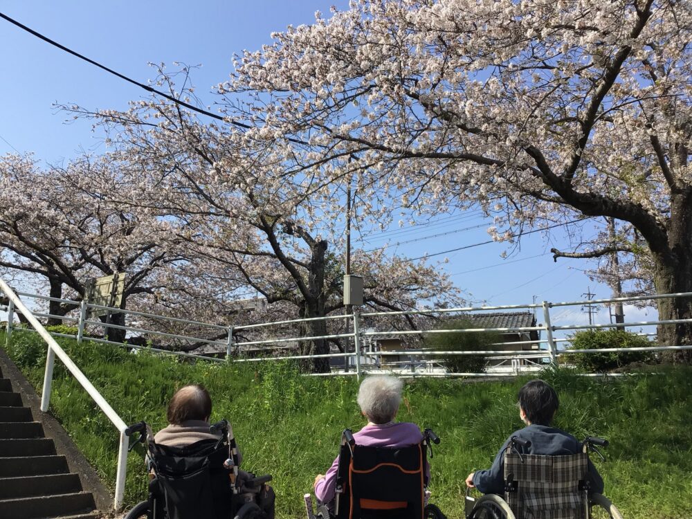 静岡市葵区有料老人ホーム_春の桜並木と小道の夜桜鑑賞会