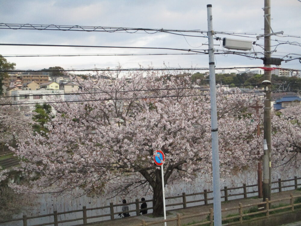 静岡市駿河区有料老人ホーム_お花見イベント