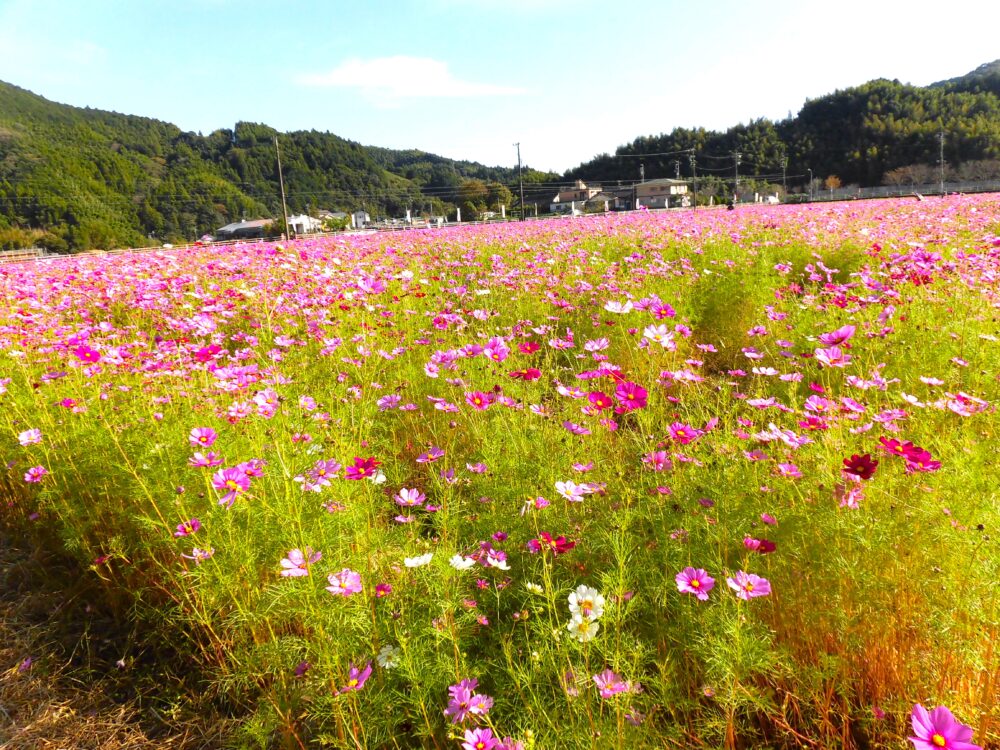 静岡市葵区有料老人ホーム_藤枝市岡部町のコスモス畑