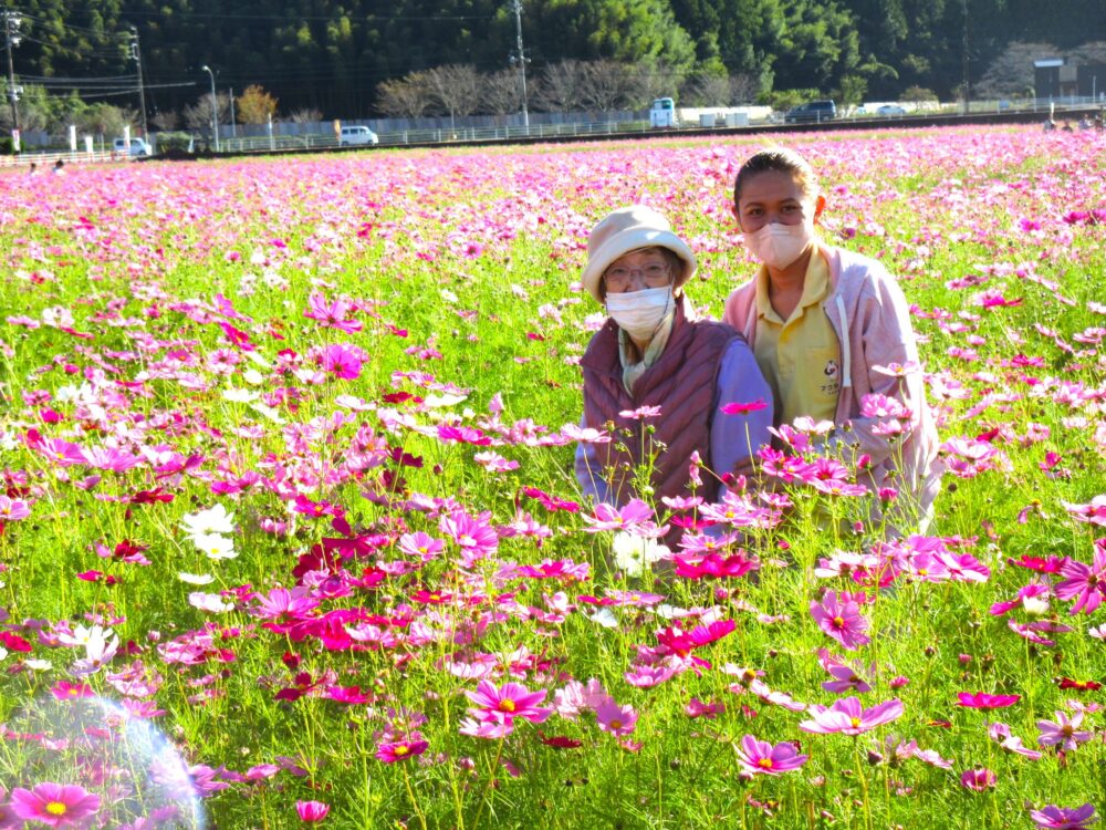 静岡市葵区有料老人ホーム_藤枝市岡部町のコスモス畑