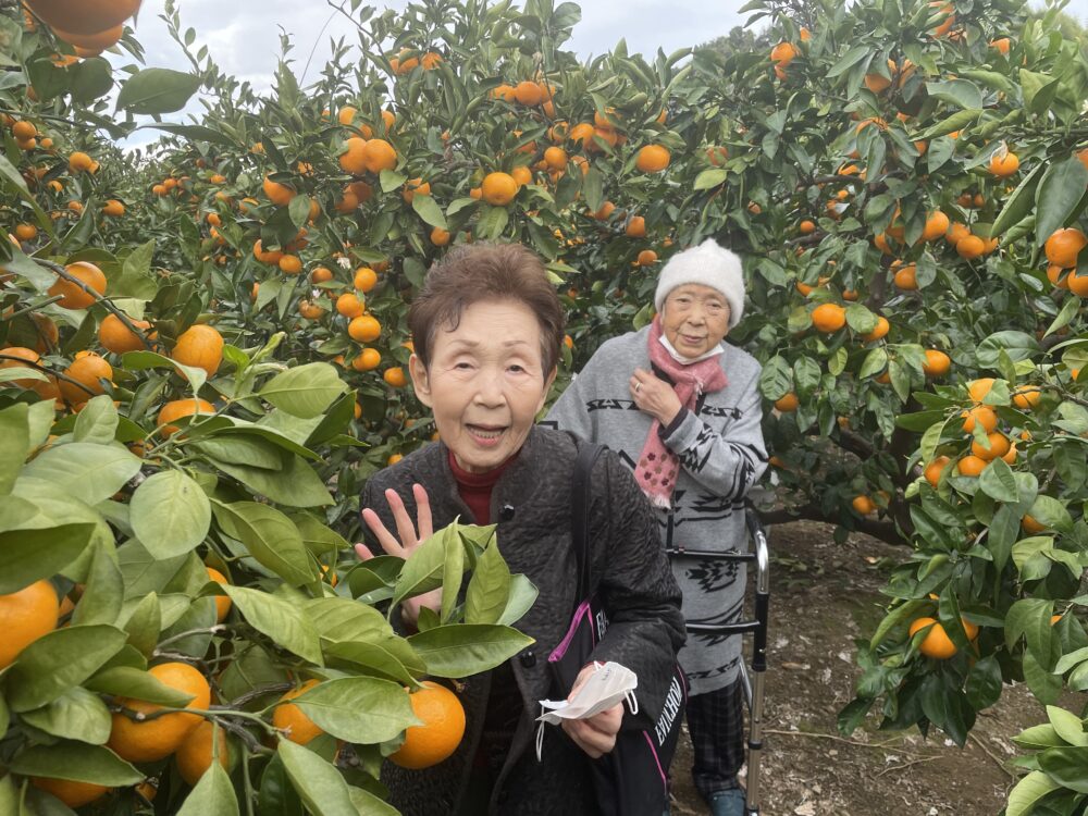 静岡市葵区有料老人ホーム_外出レクみかん狩り