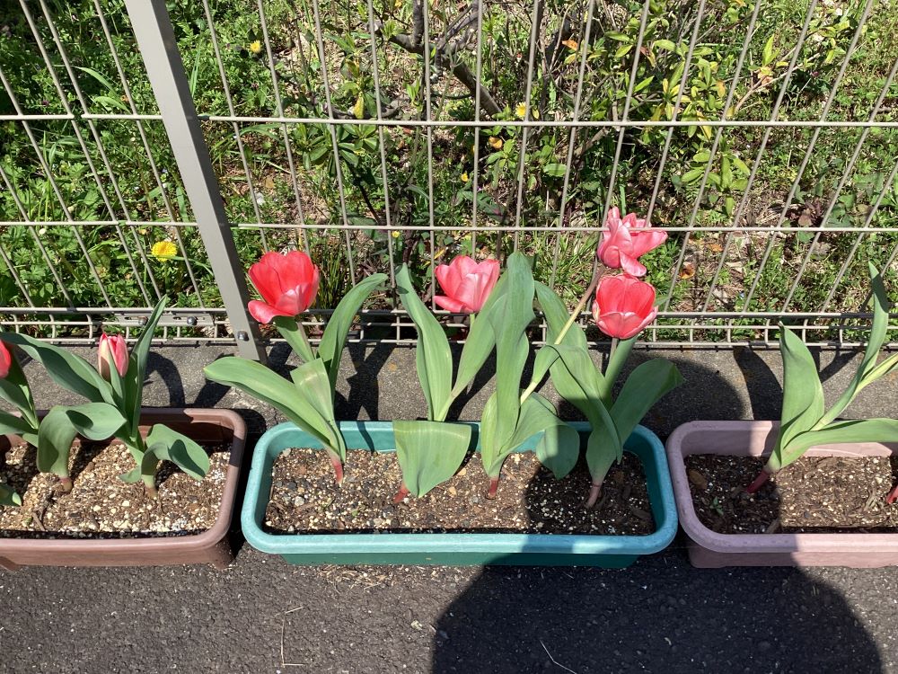 静岡市清水区老人ホーム_咲いた咲いたチューリップの花