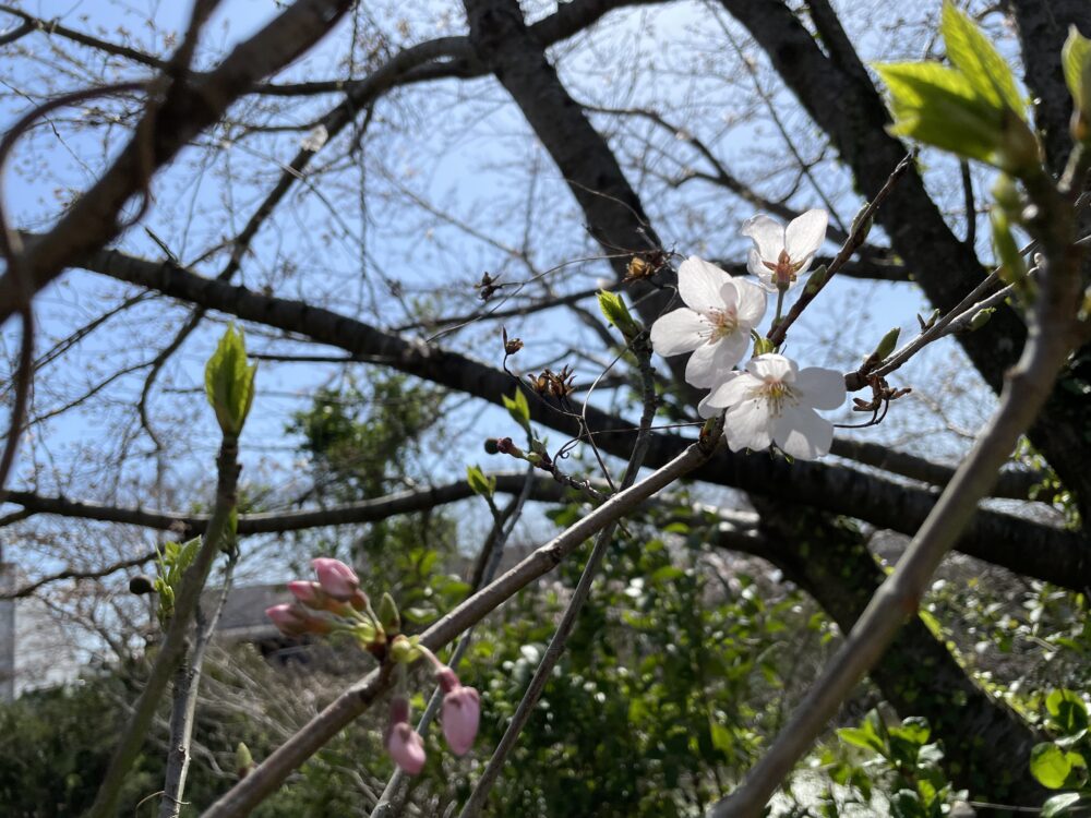 浜松市老人ホーム_春の散歩と短歌